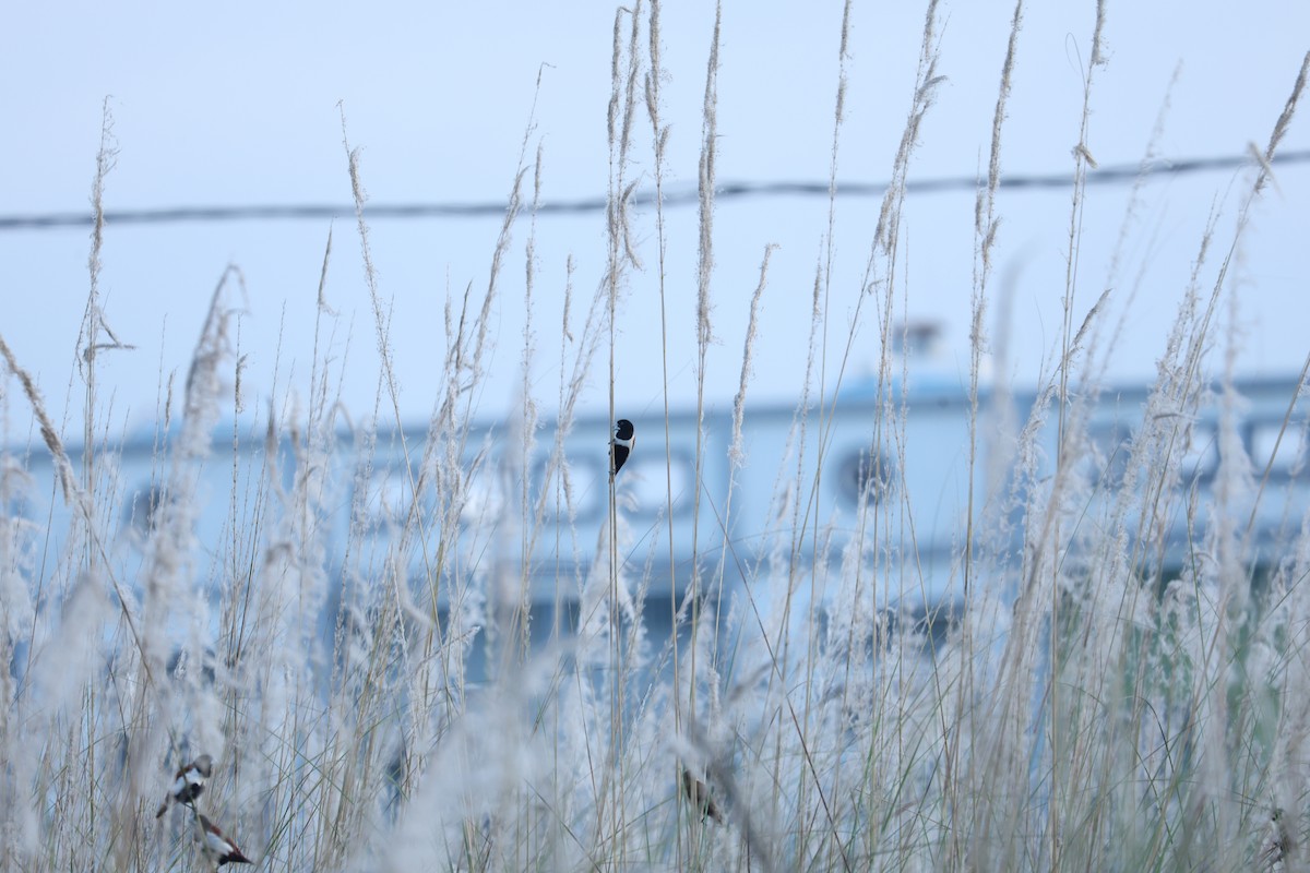 Tricolored Munia - ML644141273