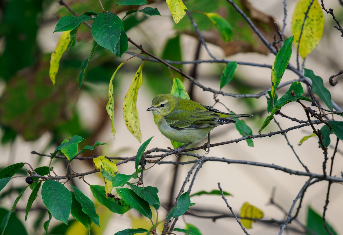 Tennessee Warbler - ML644141275