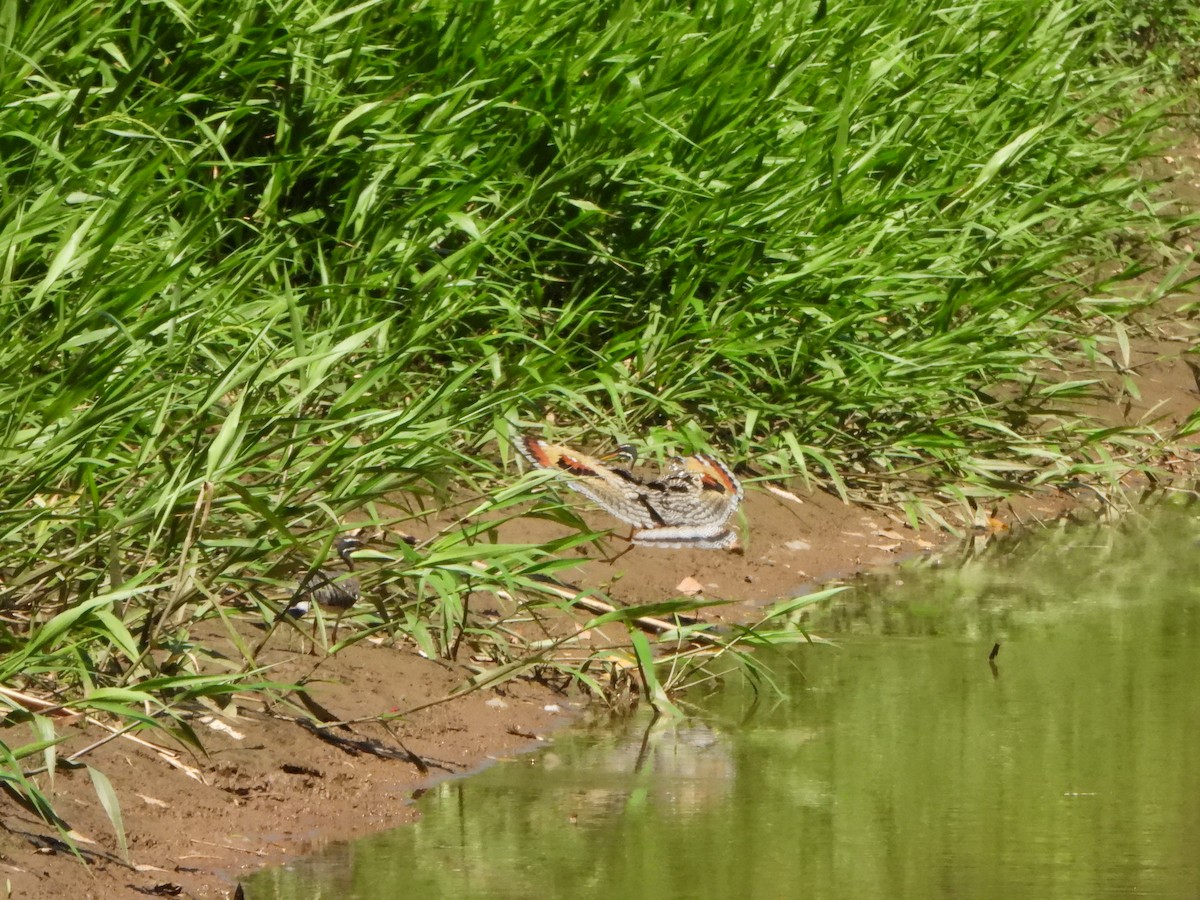 Sunbittern - ML644141280