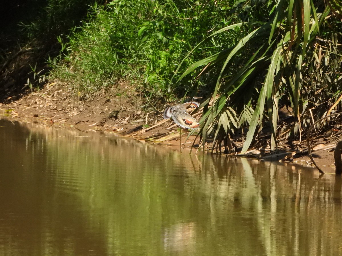Sunbittern - ML644141281