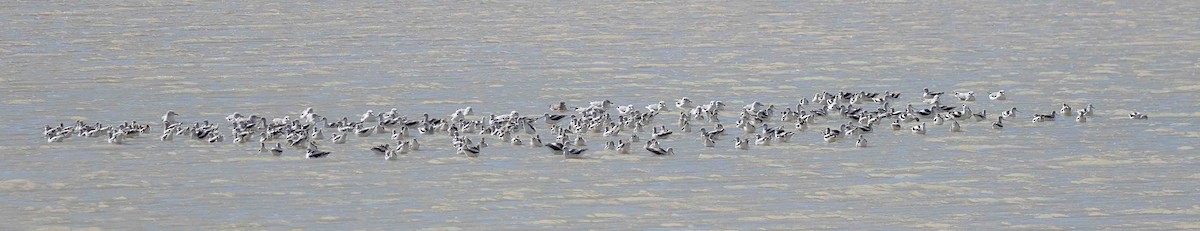 American Avocet - ML644141295
