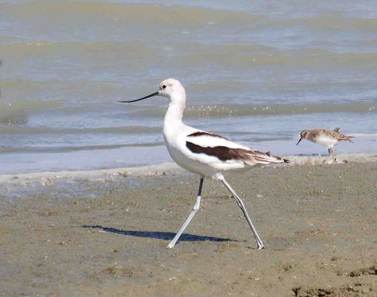 American Avocet - ML644141296