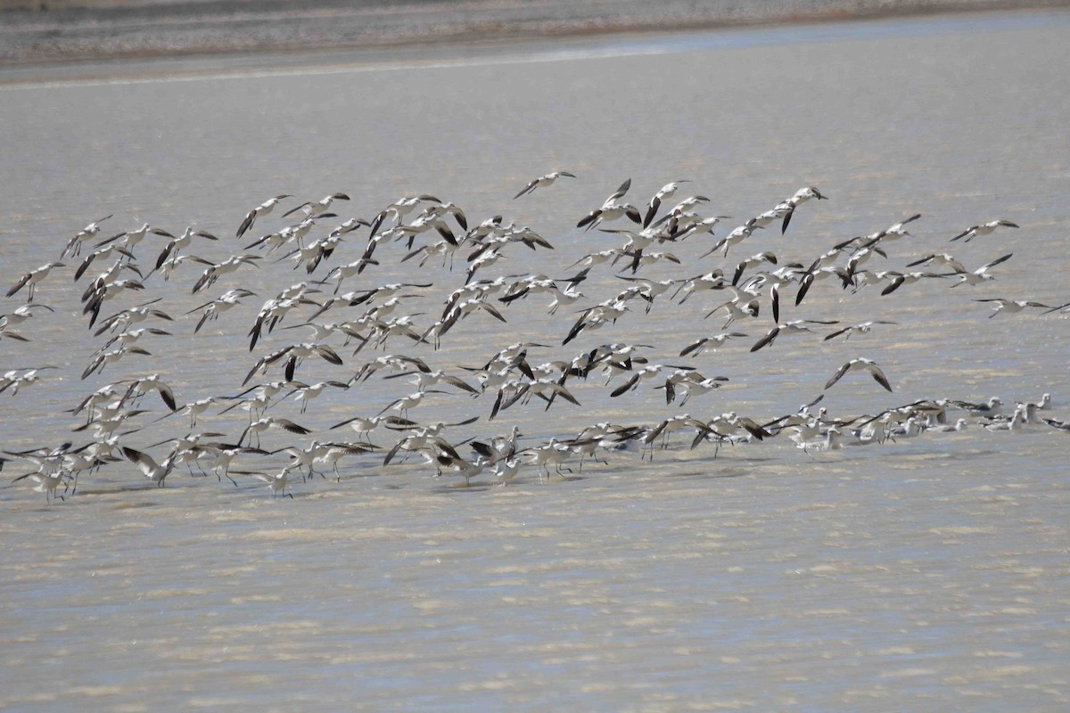 American Avocet - ML644141297