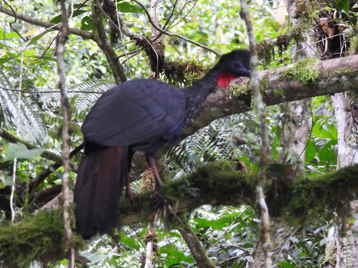 Crested Guan - ML644141305