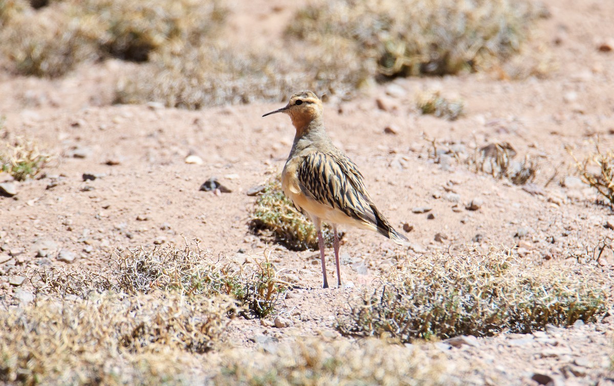 Chorlito Cabezón - ML644141306