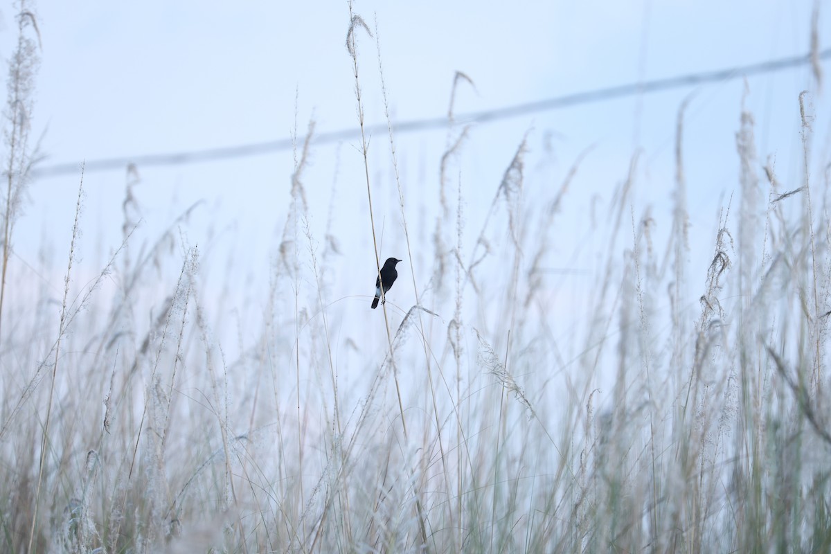 Pied Bushchat - ML644141307