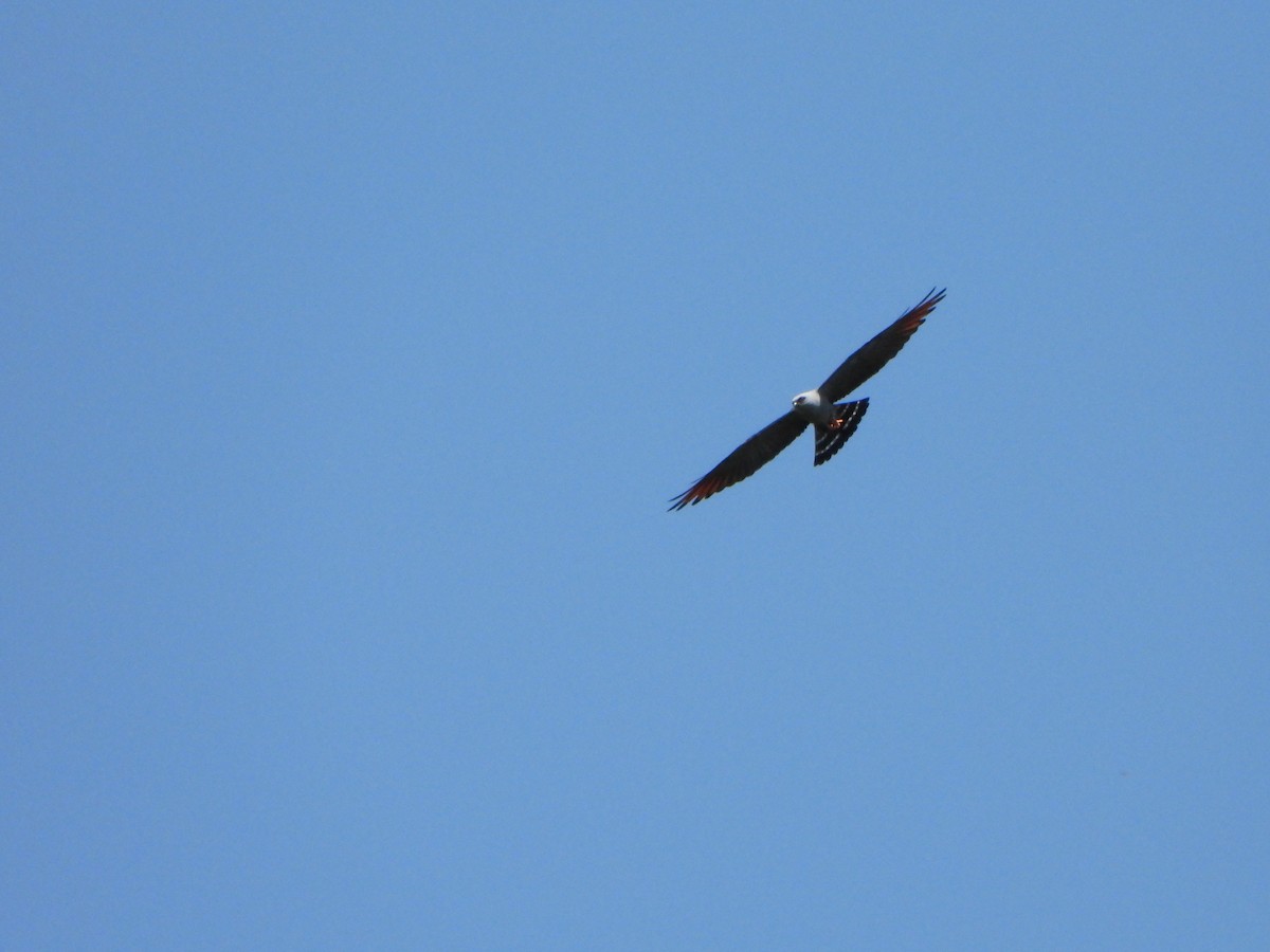 Plumbeous Kite - ML644141309