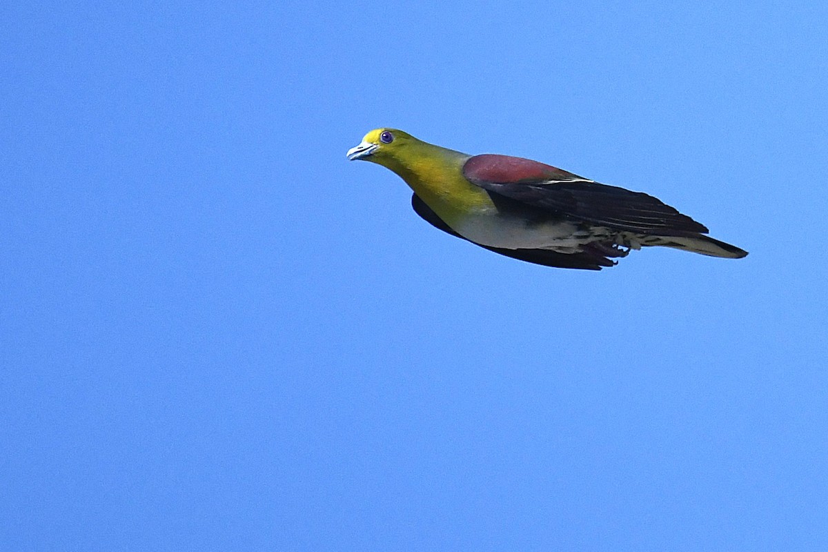 White-bellied Green-Pigeon - ML644141310
