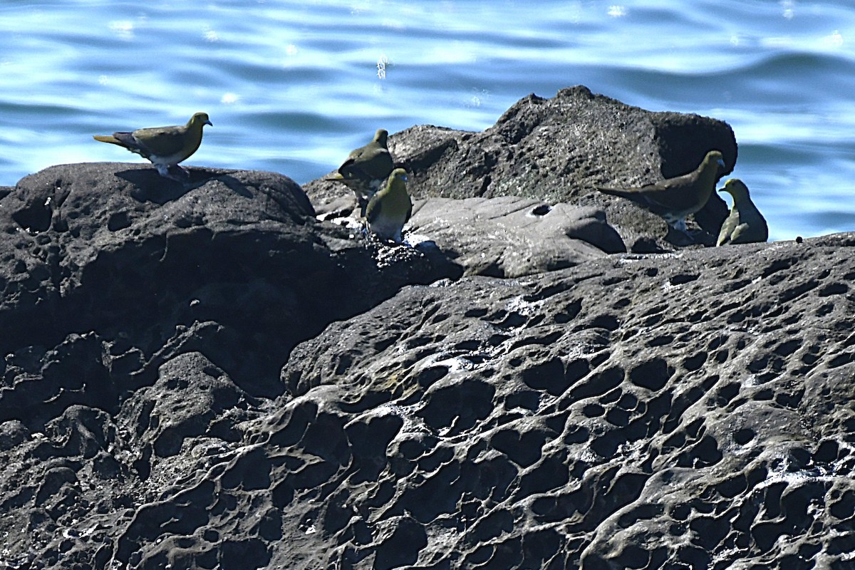 White-bellied Green-Pigeon - ML644141312