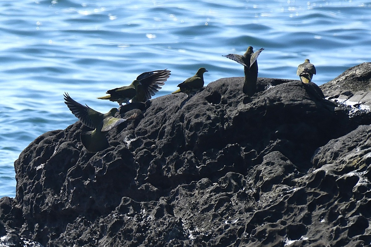 White-bellied Green-Pigeon - ML644141313