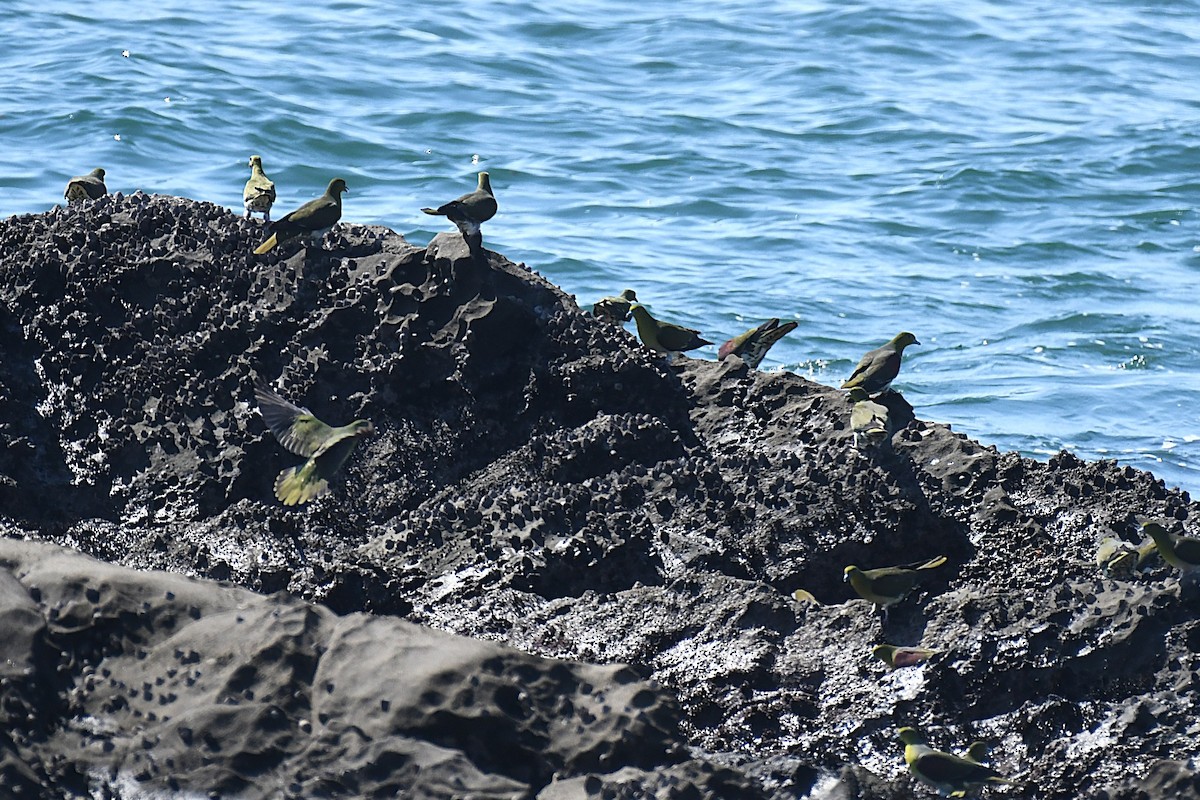 White-bellied Green-Pigeon - ML644141314