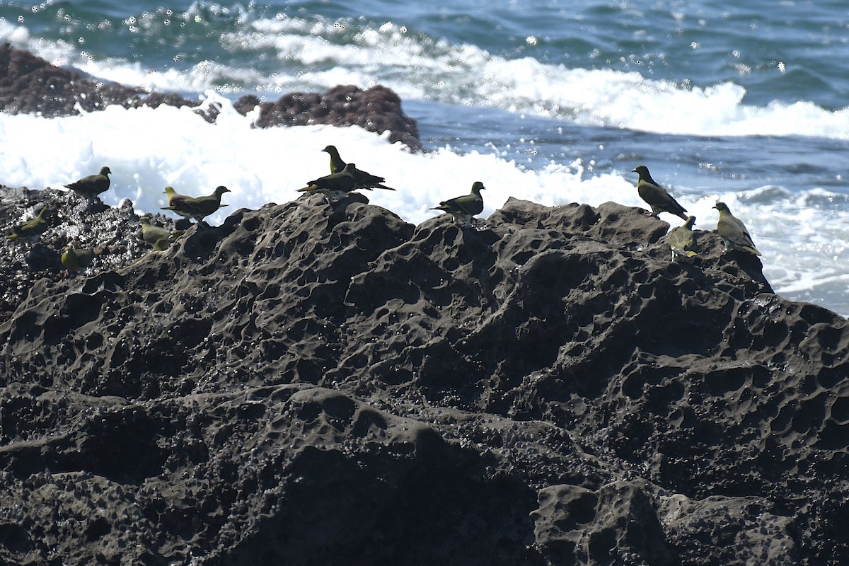 White-bellied Green-Pigeon - ML644141315