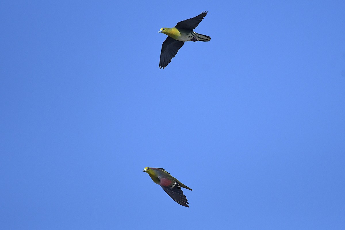 White-bellied Green-Pigeon - ML644141316