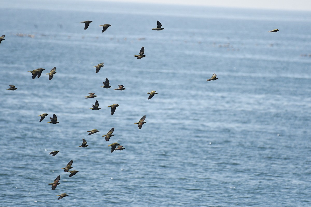 White-bellied Green-Pigeon - ML644141317
