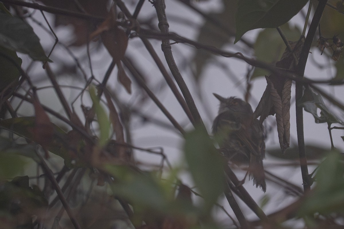 Titirijí Perlado - ML644141319