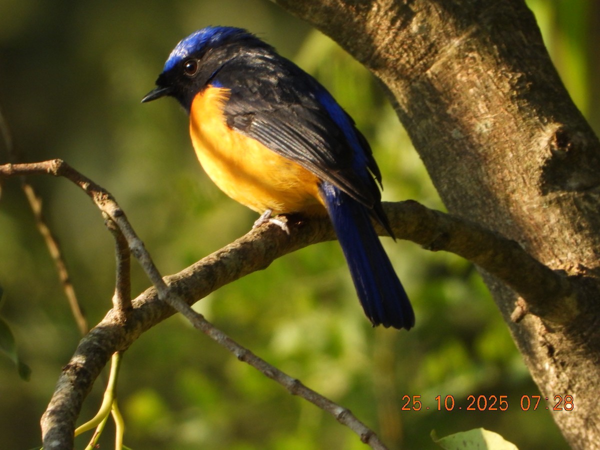 Rufous-bellied Niltava - ML644141325