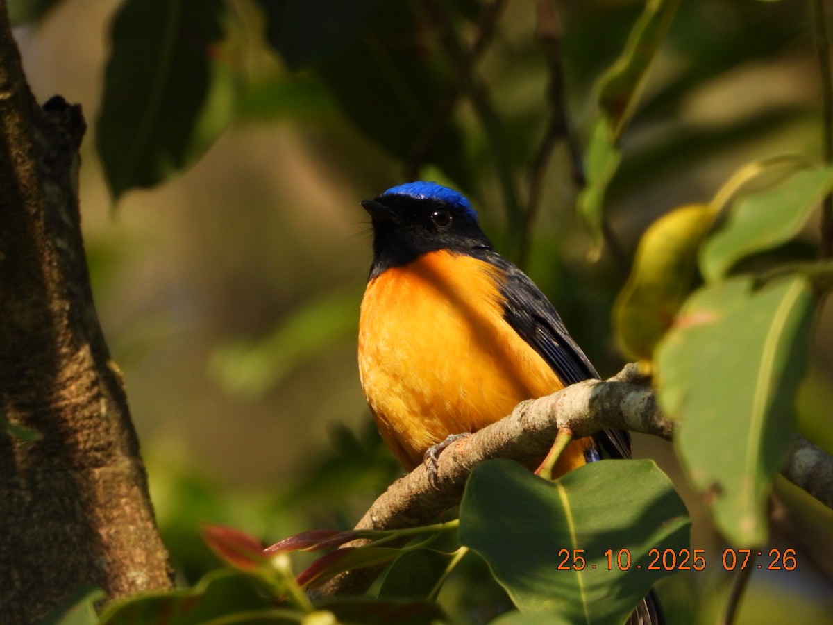 Rufous-bellied Niltava - ML644141327