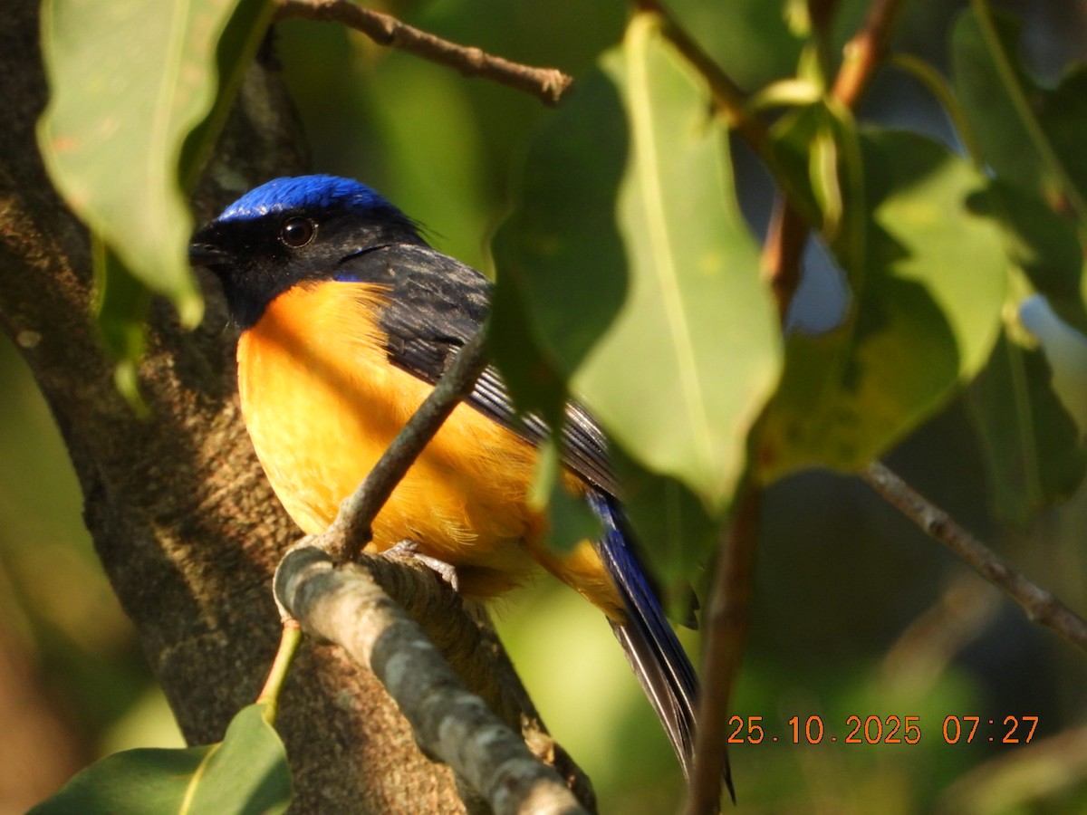 Rufous-bellied Niltava - ML644141328