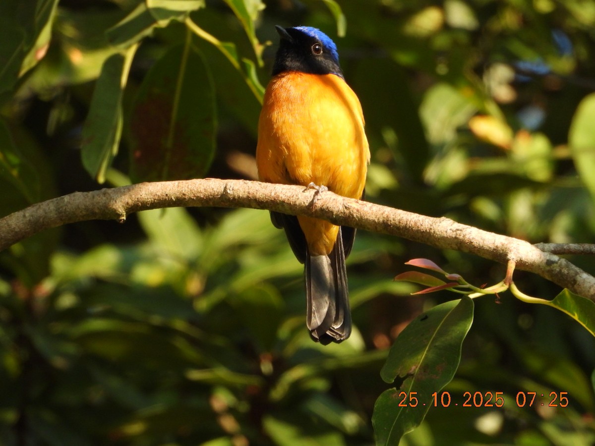 Rufous-bellied Niltava - ML644141329