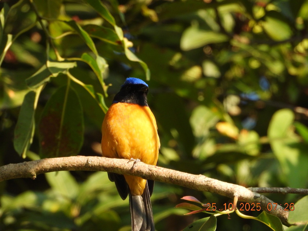 Rufous-bellied Niltava - ML644141331