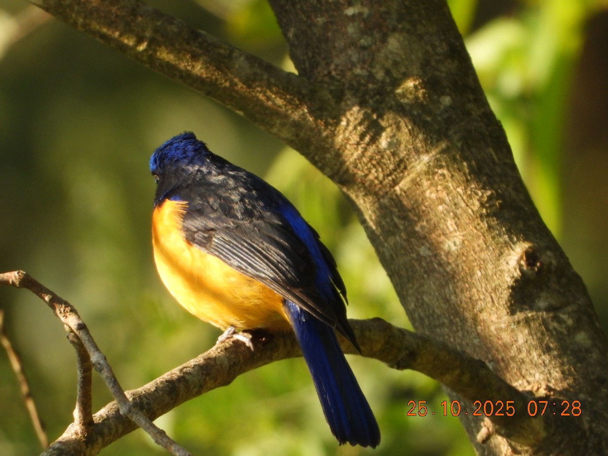 Rufous-bellied Niltava - ML644141333