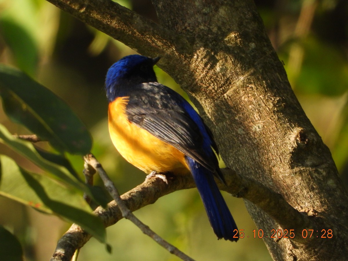 Rufous-bellied Niltava - ML644141334