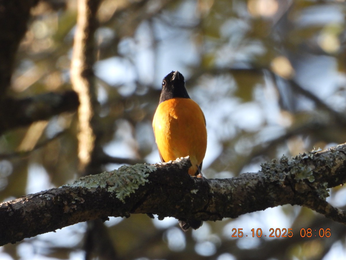 Rufous-bellied Niltava - ML644141335