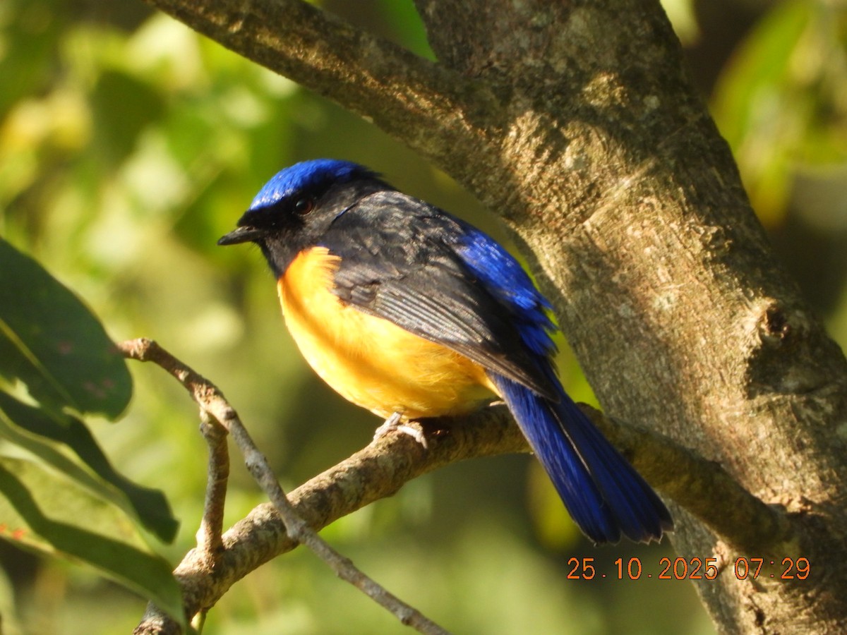 Rufous-bellied Niltava - ML644141336