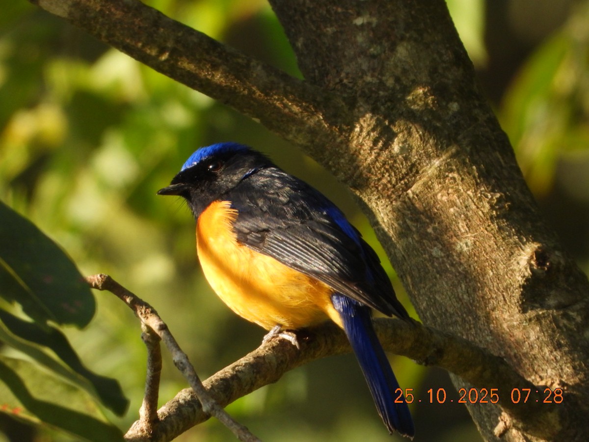 Rufous-bellied Niltava - ML644141337