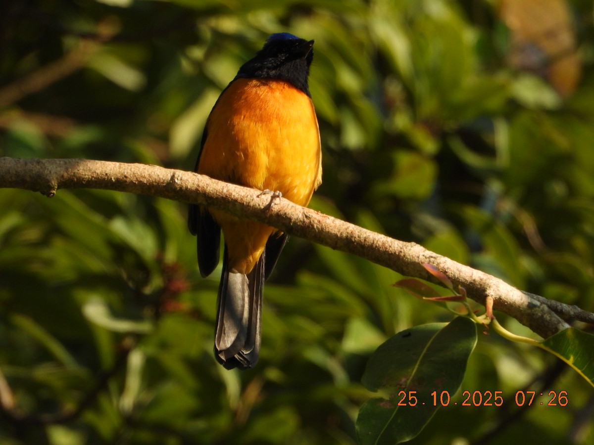 Rufous-bellied Niltava - ML644141338
