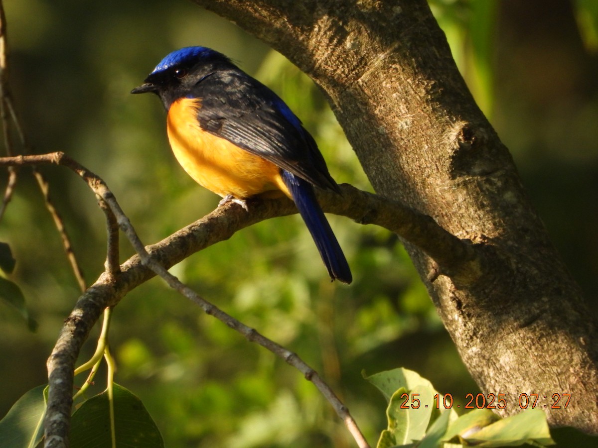 Rufous-bellied Niltava - ML644141339