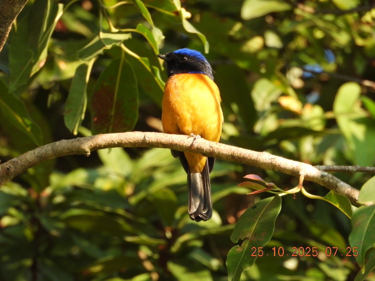 Rufous-bellied Niltava - ML644141340