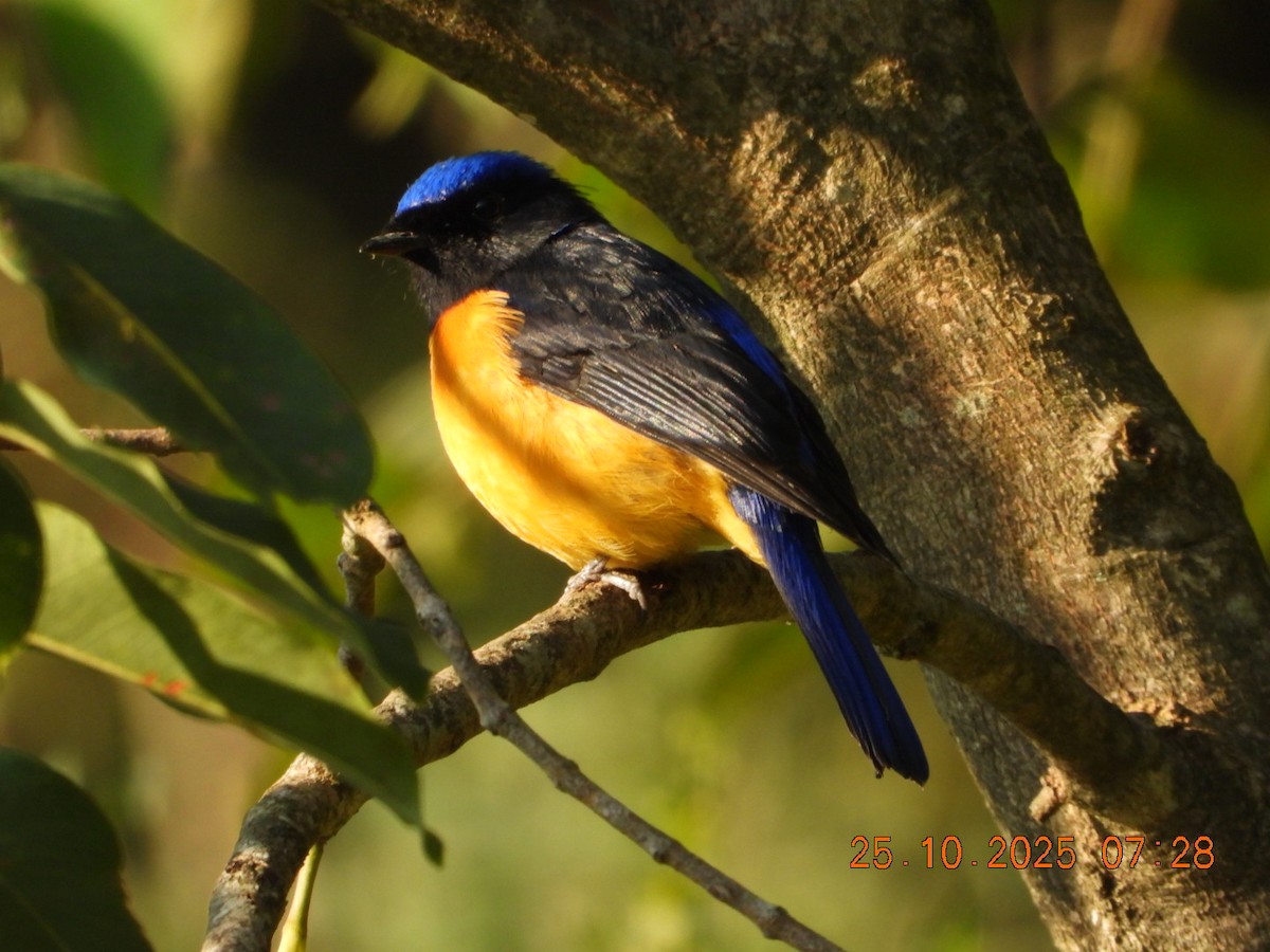 Rufous-bellied Niltava - ML644141341