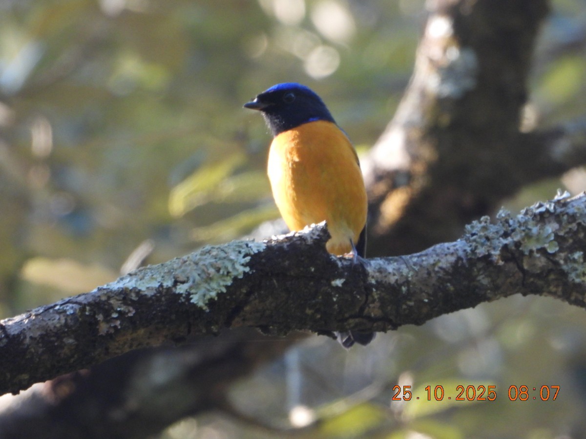 Rufous-bellied Niltava - ML644141342