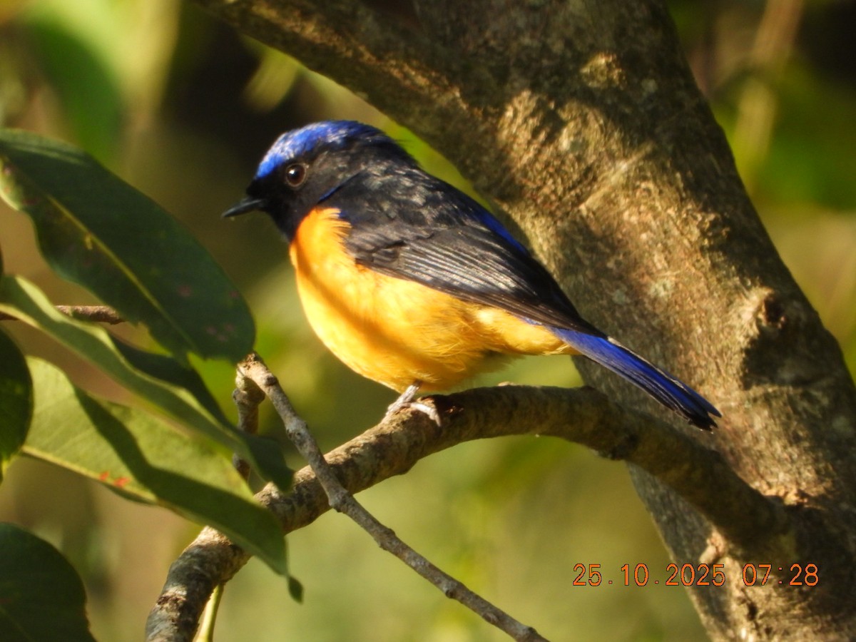 Rufous-bellied Niltava - ML644141344