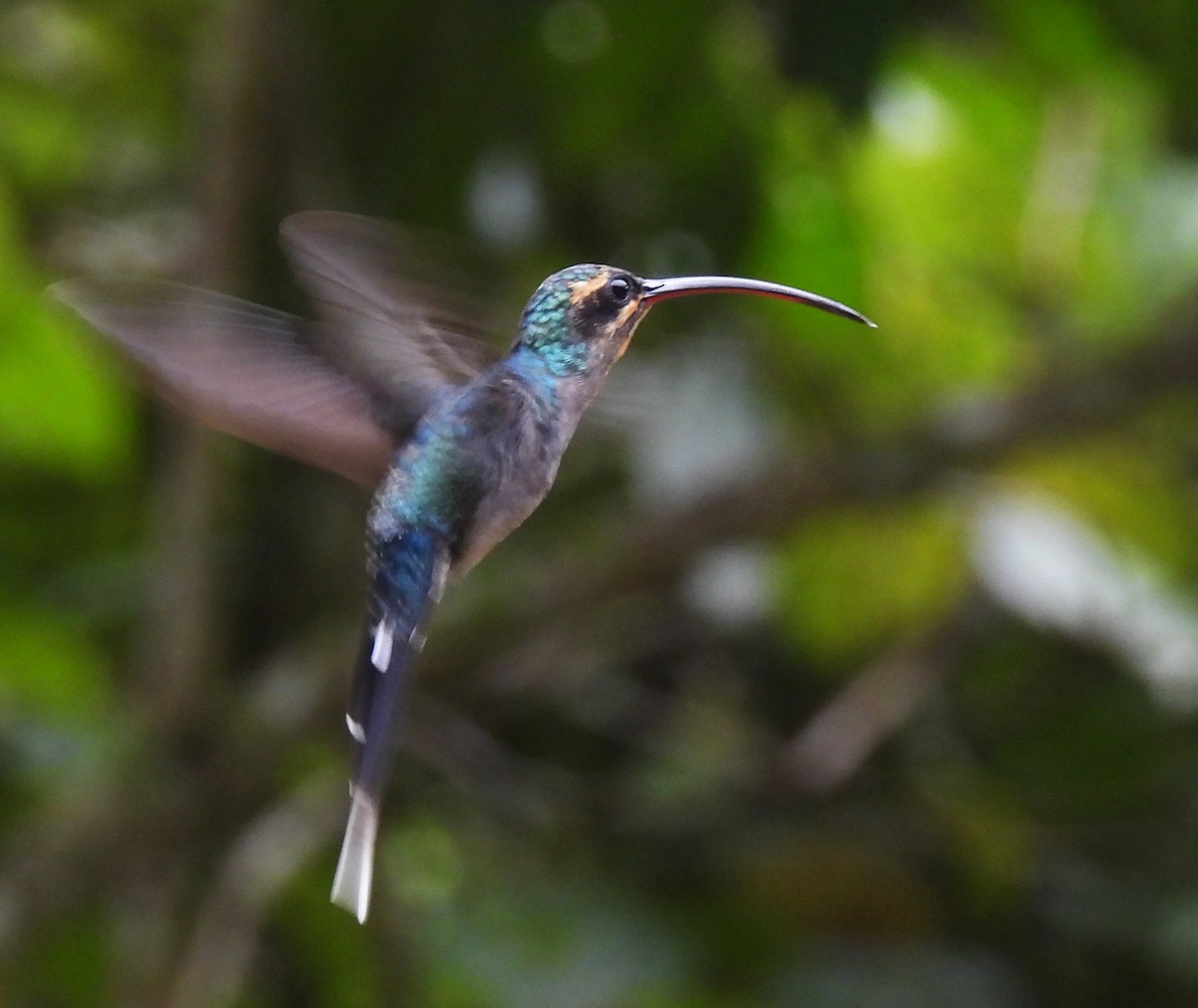 Green Hermit - ML644141346