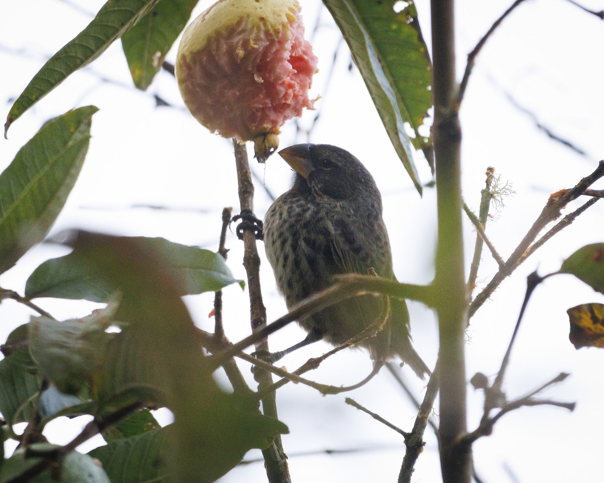 Géospize à gros bec - ML644141367