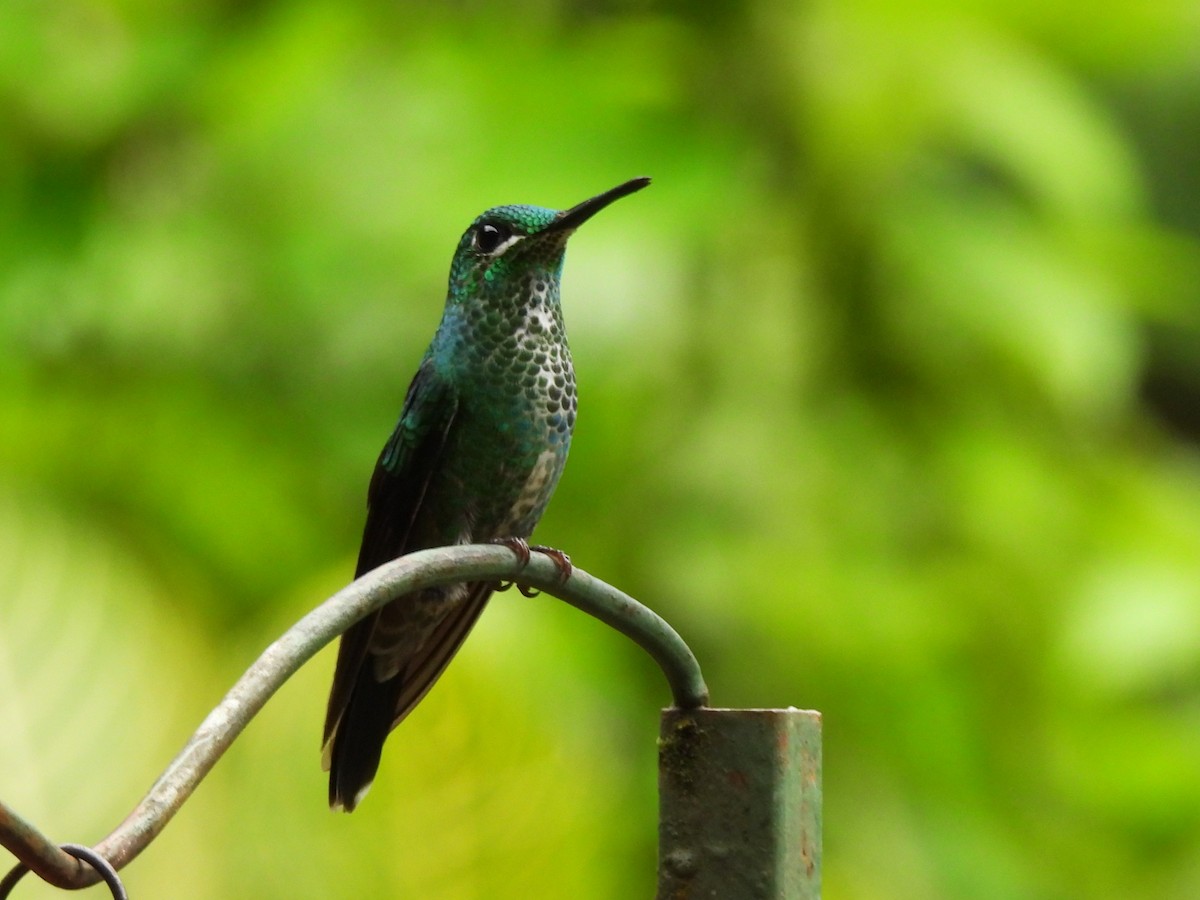 Green-crowned Brilliant - ML644141369