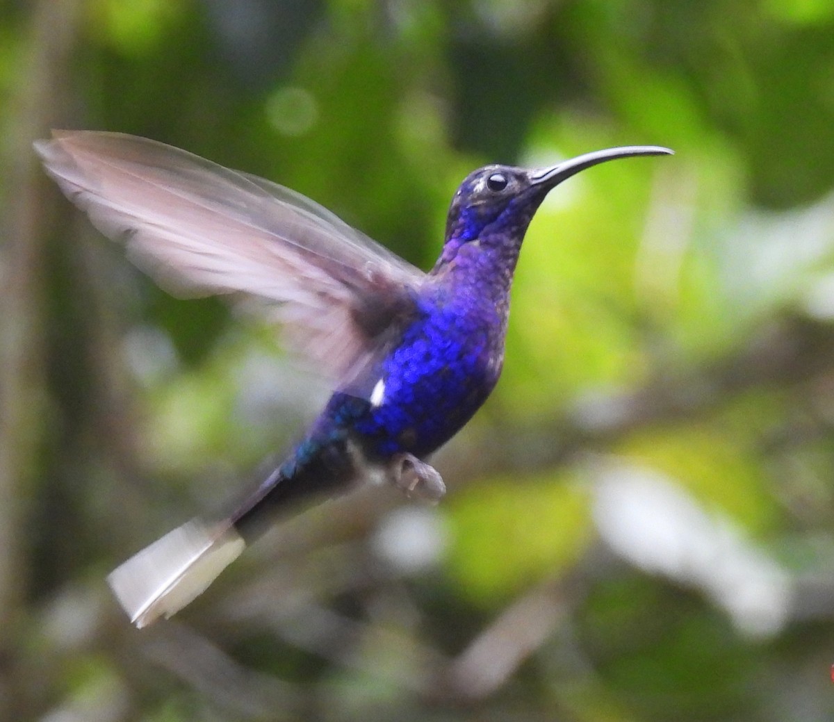 Violet Sabrewing - ML644141376