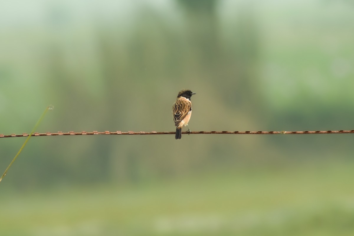Siberian Stonechat - ML644141380