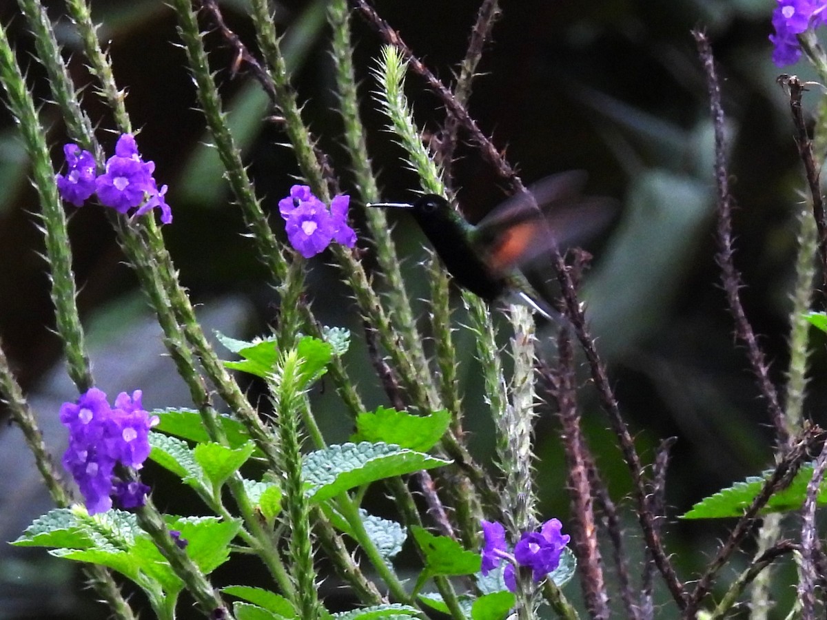 Black-bellied Hummingbird - ML644141383