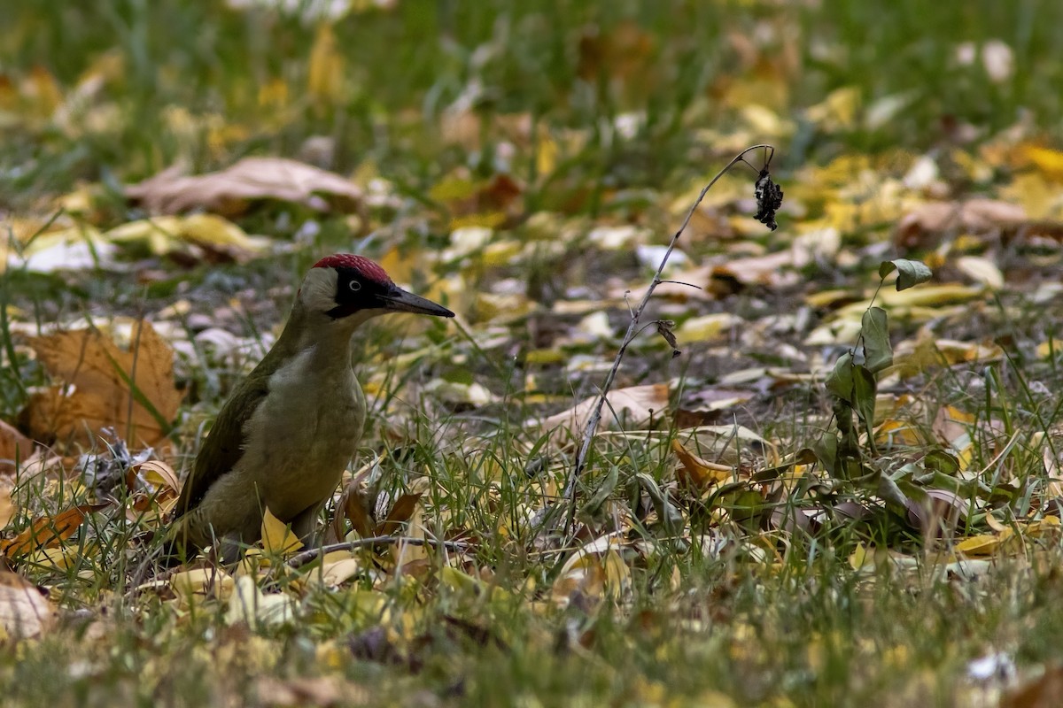Eurasian Green Woodpecker - ML644141391