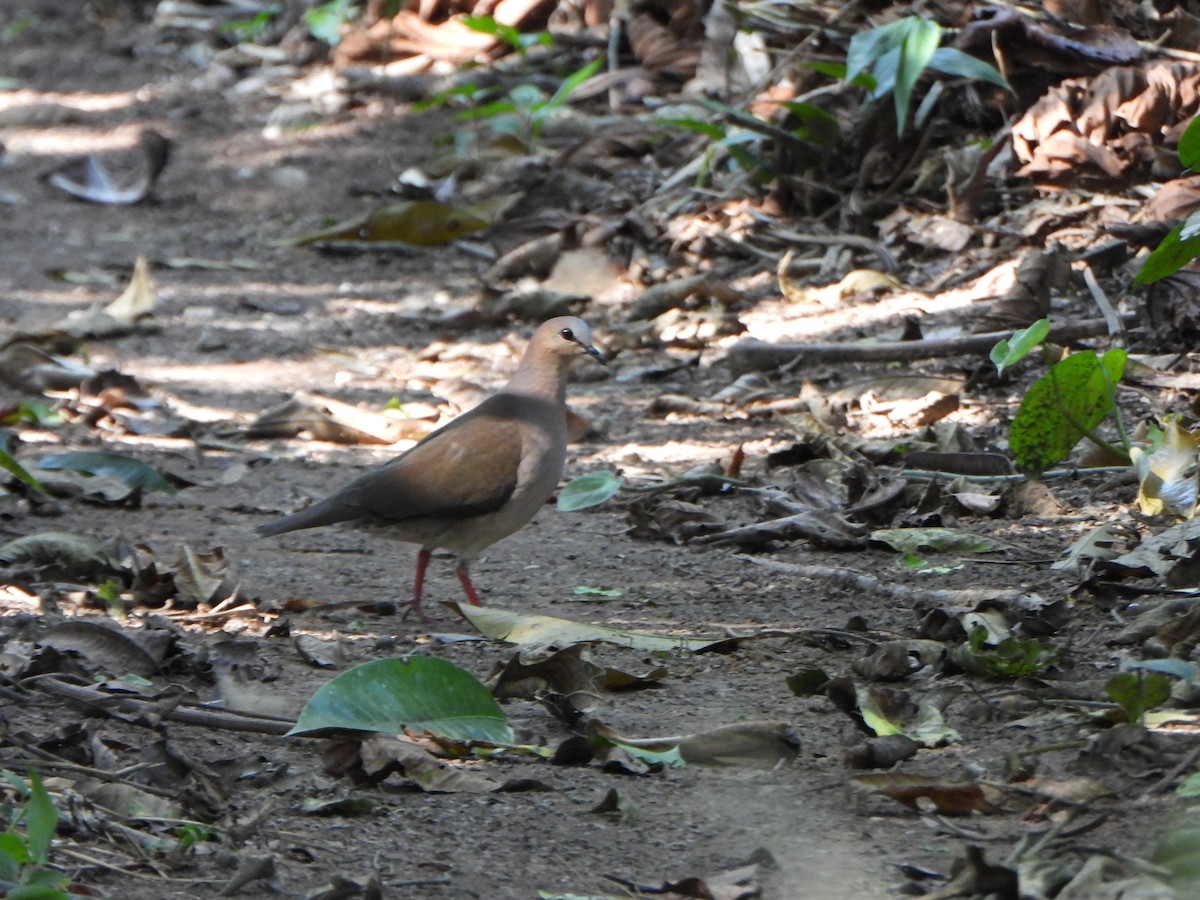 gråpannedue - ML644141403