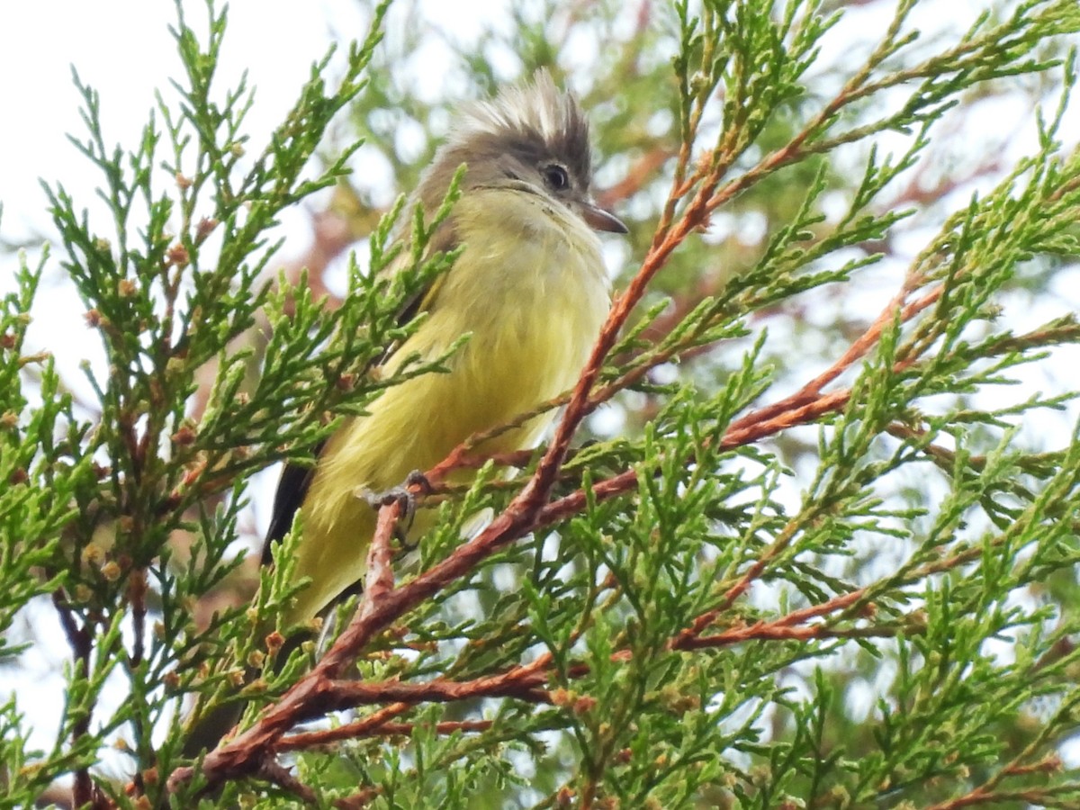 Yellow-bellied Elaenia - ML644141405