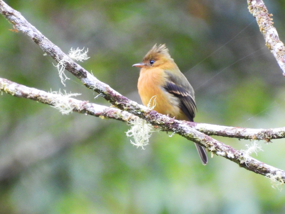 Tufted Flycatcher - ML644141418