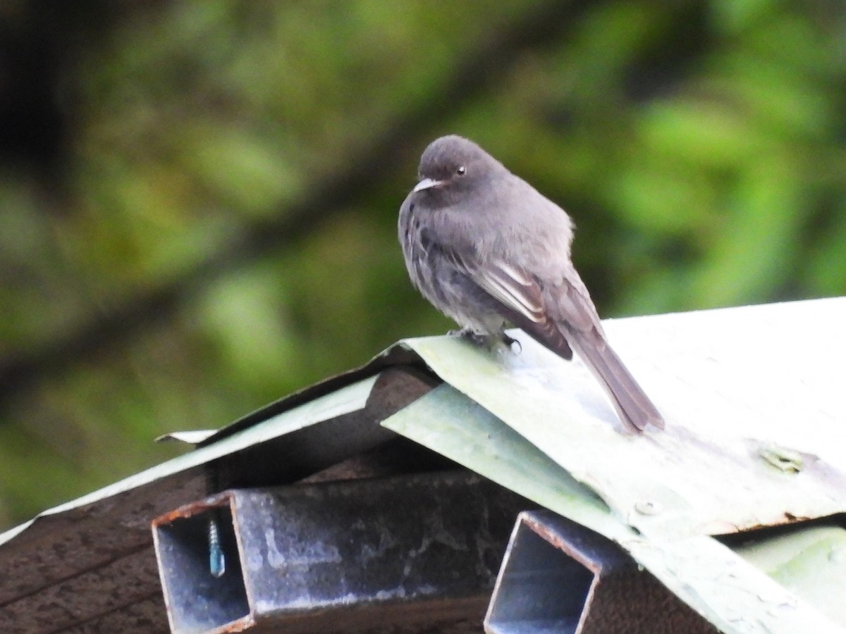 Black Phoebe - ML644141426