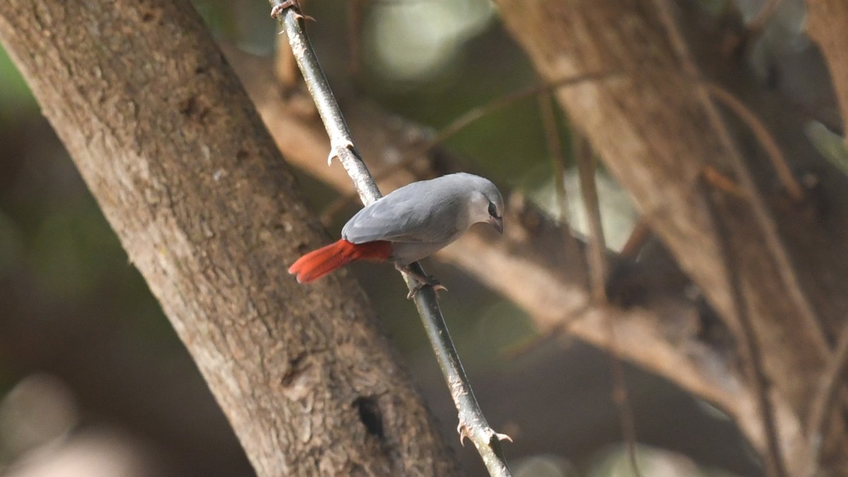 Lavender Waxbill - ML644141433