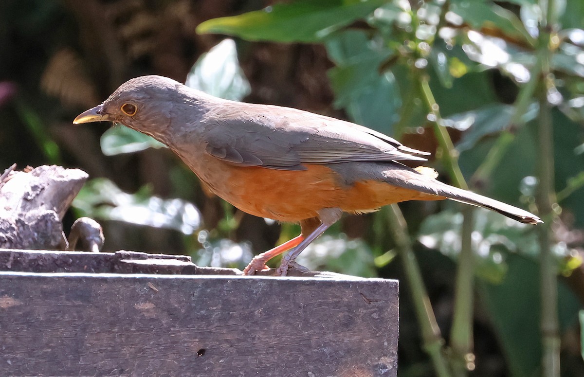 Rufous-bellied Thrush - ML644141442