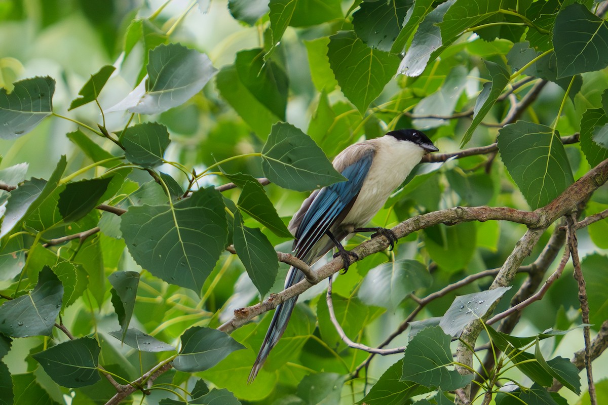 灰喜鵲 - ML644141443