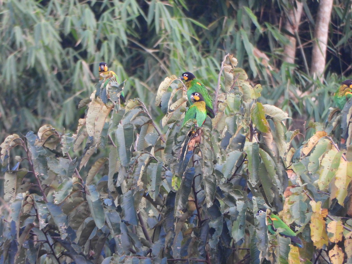 oransjekinnpapegøye - ML644141445